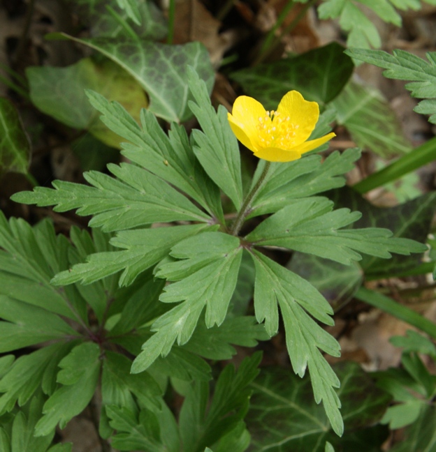 Anemone ranunculoides